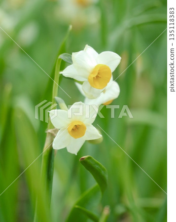 Daffodil flower landscape Daffodil flower landscape 135118383
