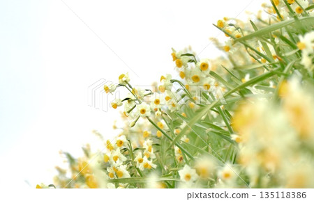 成簇的白色水仙花 135118386