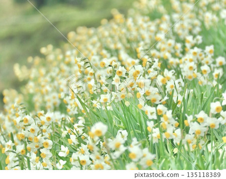 山坡上盛開著水仙花 135118389