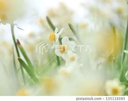 白色的水仙花 135118393
