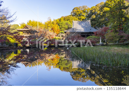 Chogakuji Temple Hojo Pond Autumn Foliage Season Chogakuji Temple Hojo Pond Autumn Foliage Season 135118644
