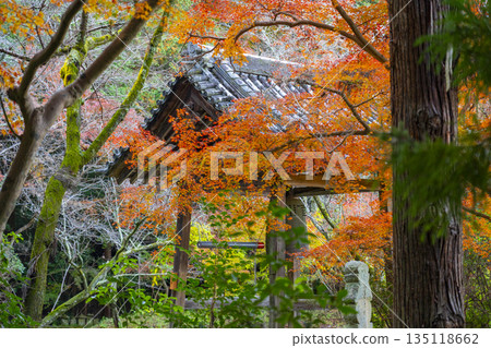 Chogakuji Temple Bell Tower Autumn Foliage Season Chogakuji Temple Bell Tower Autumn Foliage Season 135118662