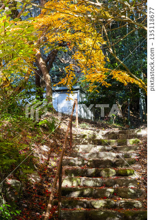 Chogakuji Temple Autumn Foliage Season 135118677