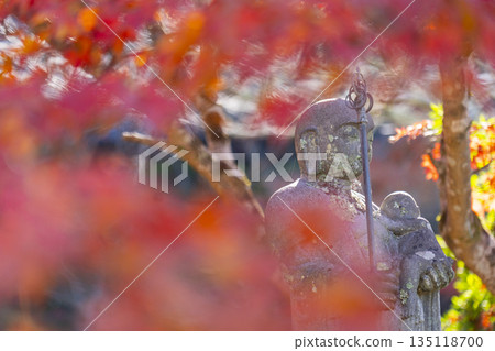 Chogakuji Temple, Compassionate Jizo, Autumn, Autumn Foliage Season Chogakuji Temple, Compassionate Jizo, Autumn, Autumn Foliage Season 135118700