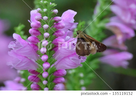 Physostegia virginiana Physostegia virginiana 135119152