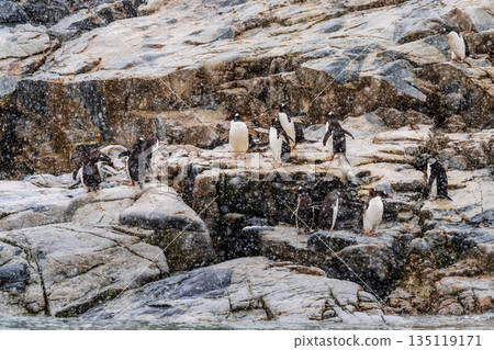 Gentoo Penguins in the snow 135119171
