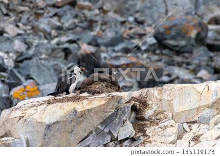 An Antarctic Shag at Cuverville Island An Antarctic Shag at Cuverville Island 135119173