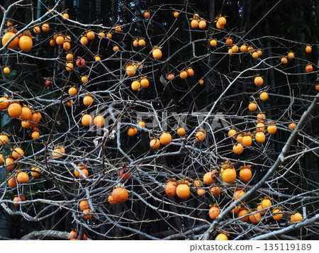Lots of persimmons! (Persimmon trees near the bamboo forest on Mt. Gennaiyama) Lots of persimmons! (Persimmon trees near the bamboo forest on Mt. Gennaiyama) 135119189