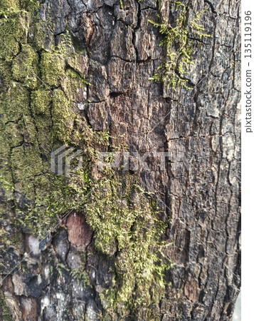 Persimmon growing on tree trunk Persimmon growing on tree trunk 135119196