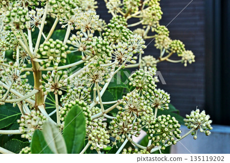Fatsia fruit beginning to bear green fruits (winter, January) 135119202