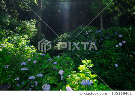 Photographing hydrangeas adorning the approach to Sugiyamadani Fudoson and Jinnoji Temple in Yawata, Kyoto Prefecture 135119461
