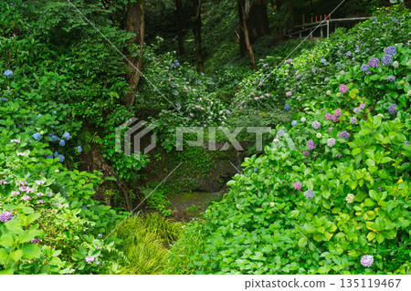 在京都府八幡市，拍攝通往杉山穀不動尊和神之寺的路上盛開的繡球花。 135119467