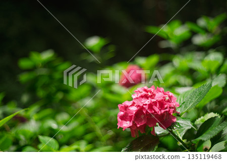 Photographing hydrangeas adorning the approach to Sugiyamadani Fudoson and Jinnoji Temple in Yawata, Kyoto Prefecture 135119468
