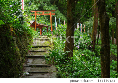 在京都府八幡市,拍攝通往杉山穀不動尊和神之寺的路上盛開的繡球花。 在京都府八幡市,拍攝通往杉山穀不動尊和神之寺的路上盛開的繡球花。 135119483