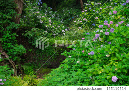 Photographing hydrangeas adorning the approach to Sugiyamadani Fudoson and Jinnoji Temple in Yawata, Kyoto Prefecture Photographing hydrangeas adorning the approach to Sugiyamadani Fudoson and Jinnoji Temple in Yawata, Kyoto Prefecture 135119514