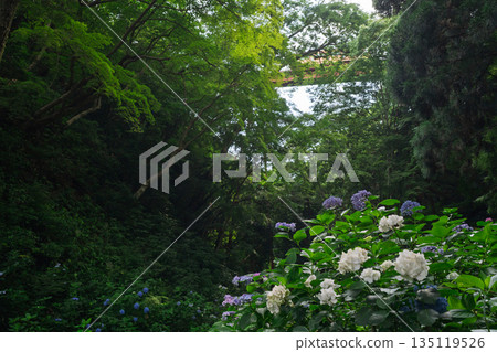 Photographing hydrangeas adorning the approach to Sugiyamadani Fudoson and Jinnoji Temple in Yawata, Kyoto Prefecture 135119526