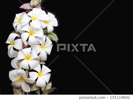 white flowers frangipani local flora of asia arrangement flat lay postcard style white flowers frangipani local flora of asia arrangement flat lay postcard style 135119692