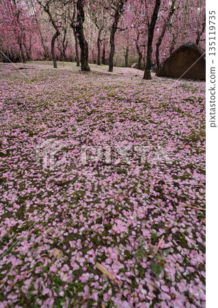 Plum taken at Seongnam-gu Shrine in Fushimi-ku, Kyoto-shi 135119735
