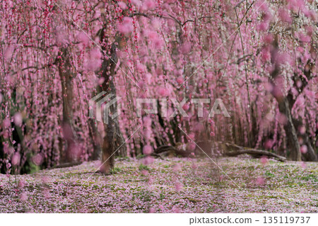梅花在京都市伏見區的城南區神社拍攝 135119737