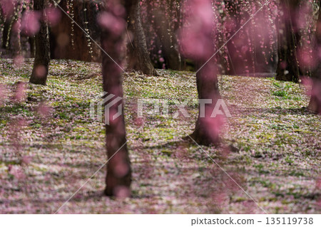 梅花在京都市伏見區的城南區神社拍攝 135119738