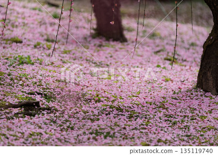 梅花在京都市伏見區的城南區神社拍攝 135119740