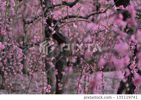 Plum taken at Seongnam-gu Shrine in Fushimi-ku, Kyoto-shi 135119741