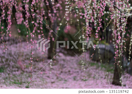 梅花在京都市伏見區的城南區神社拍攝 梅花在京都市伏見區的城南區神社拍攝 135119742