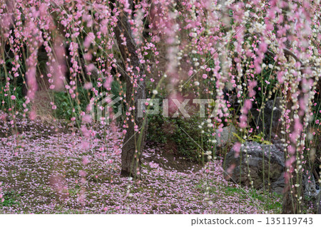 梅花在京都市伏見區的城南區神社拍攝 135119743