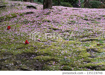 Plum taken at Seongnam-gu Shrine in Fushimi-ku, Kyoto-shi 135119748