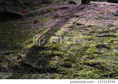 Plum taken at Seongnam-gu Shrine in Fushimi-ku, Kyoto-shi 135119749