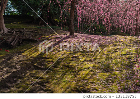 梅花在京都市伏見區的城南區神社拍攝 梅花在京都市伏見區的城南區神社拍攝 135119755