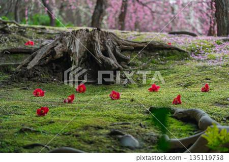 梅花在京都市伏見區的城南區神社拍攝 135119758