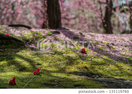 梅花在京都市伏見區的城南區神社拍攝 梅花在京都市伏見區的城南區神社拍攝 135119760
