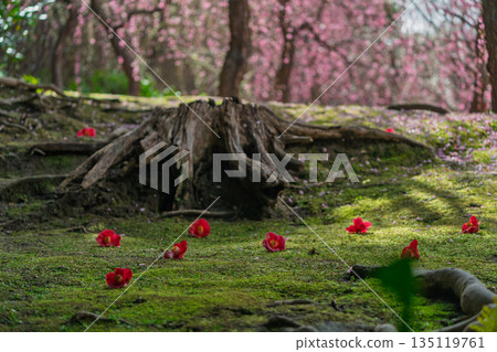 梅花在京都市伏見區的城南區神社拍攝 135119761