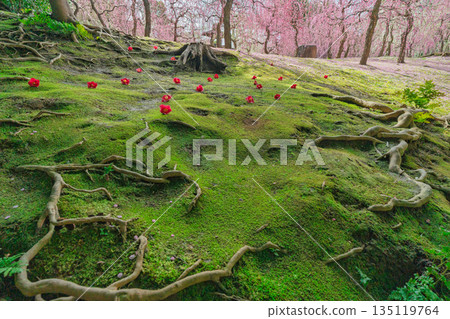梅花在京都市伏見區的城南區神社拍攝 135119764