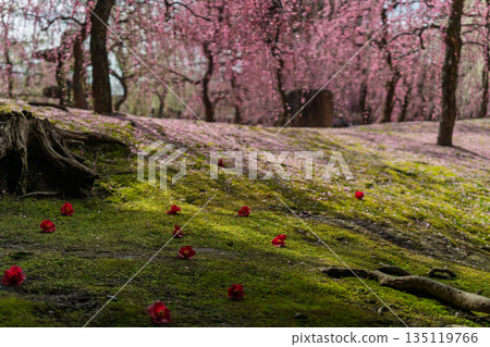 梅花在京都市伏見區的城南區神社拍攝 梅花在京都市伏見區的城南區神社拍攝 135119766