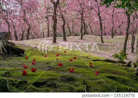 Plum taken at Seongnam-gu Shrine in Fushimi-ku, Kyoto-shi 135119770
