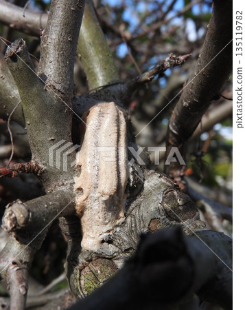 Egg sac of a praying mantis Egg sac of a praying mantis 135119782