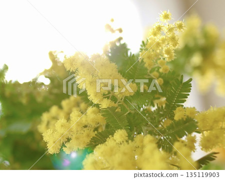 含羞草起來 含羞草起來 135119903