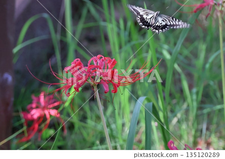 群集孤挺花 135120289