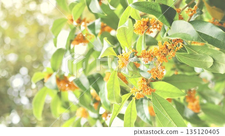 Clusters of Osmanthus flowers 135120405
