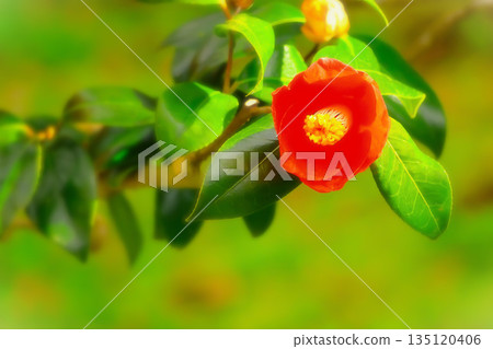 A single bright red camellia flower A single bright red camellia flower 135120406