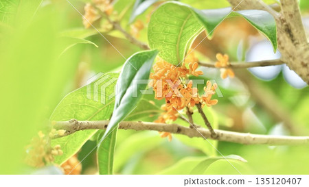 Small osmanthus flowers Small osmanthus flowers 135120407