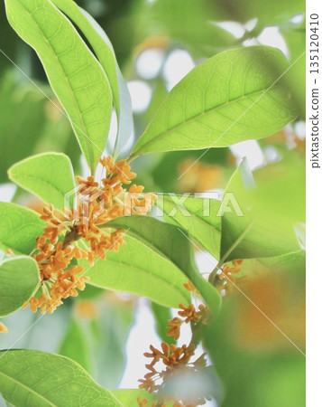 Osmanthus Osmanthus 135120410