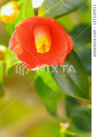A single vibrant camellia flower A single vibrant camellia flower 135120411