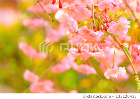Weeping cherry tree bathed in spring light Weeping cherry tree bathed in spring light 135120413