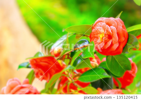 Vivid double-flowered camellia flowers Vivid double-flowered camellia flowers 135120415