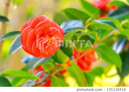 重瓣鮮紅色山茶花 135120416