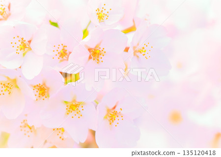 櫻花背景素材 櫻花背景素材 135120418