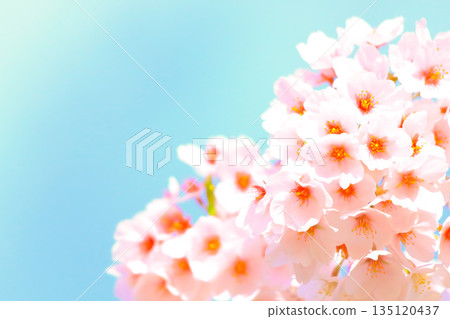 Fresh blue sky and cherry blossoms in full bloom Fresh blue sky and cherry blossoms in full bloom 135120437